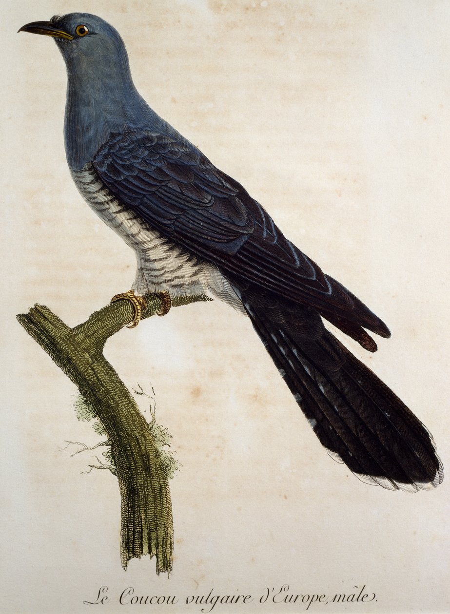 ذكر الوقواق الأوراسي (Cuculus canorus) ، نقش من Histoire Naturelle des Oiseaux d