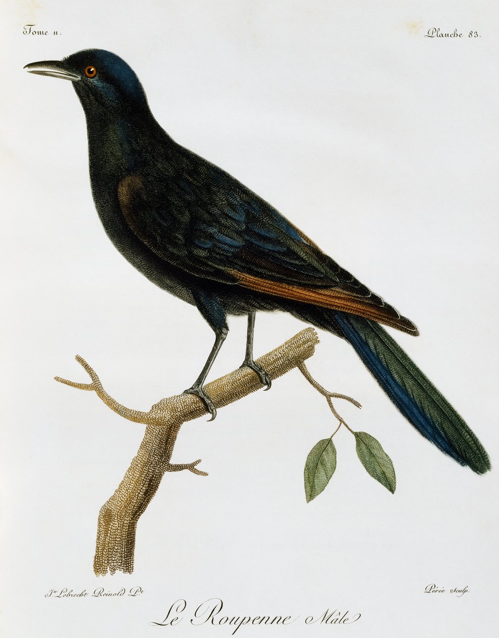 Male Red-winged Starling (Onychognathus morio), engraving from Histoire Naturelle des Oiseaux d