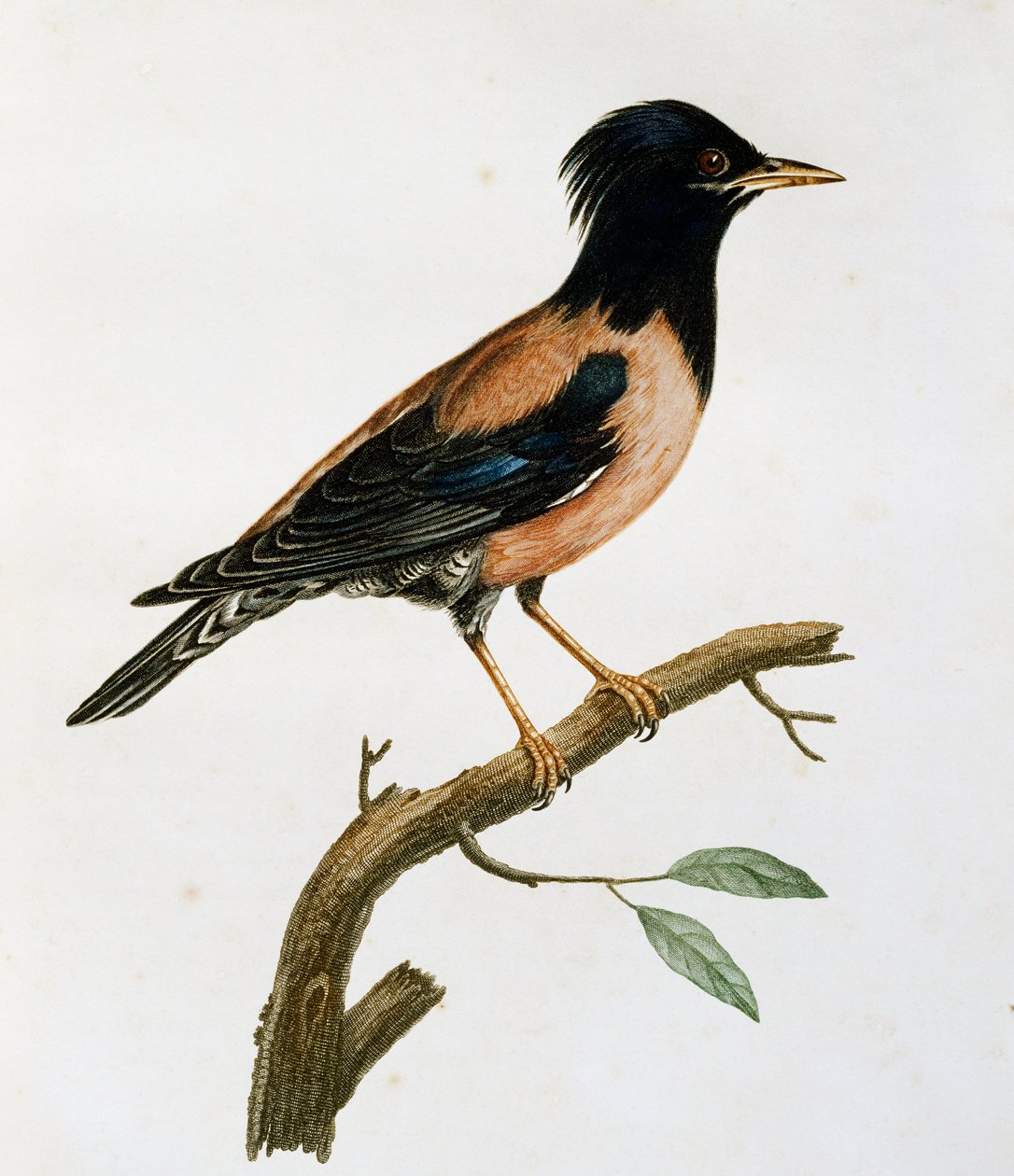 ذكر زرزور وردية (Sturnus roseus) ، نقش من Histoire Naturelle des Oiseaux d