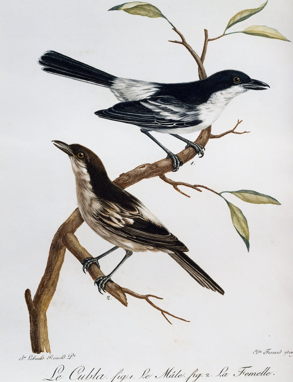 Male and female of Black-backed Puffback (Dryoscopus cubla), engraving from Histoire Naturelle des Oiseaux d