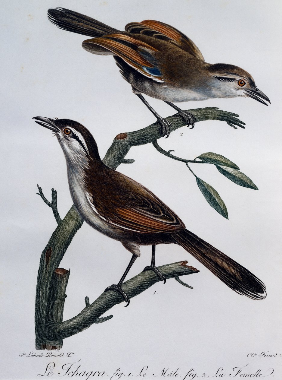 Male and female of Black-crowned Tchagra (Tchagra senegalus), engraving from Histoire Naturelle des Oiseaux d