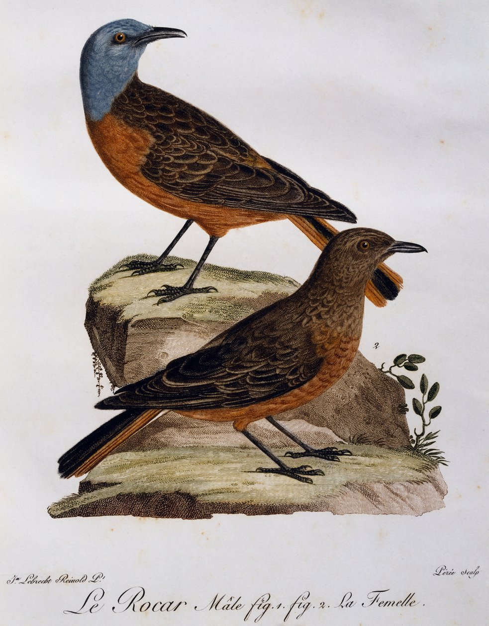 Male and female of Cape rock Thrush (Monticola rupestris), engraving from Histoire Naturelle des Oiseaux d