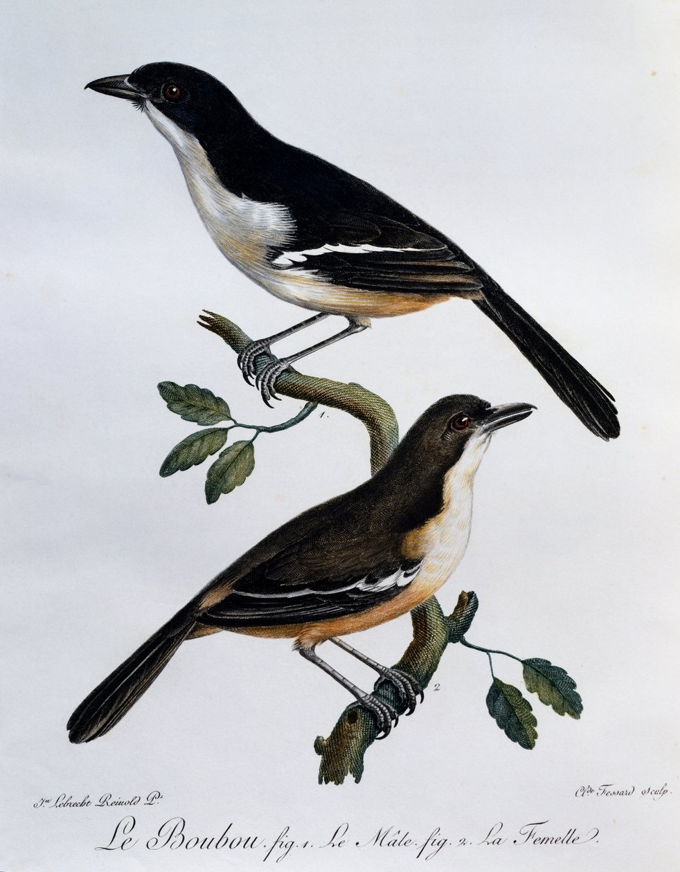 Male and female of Southern Boubou (Laniarius ferrugineus), engraving from Histoire Naturelle des Oiseaux d