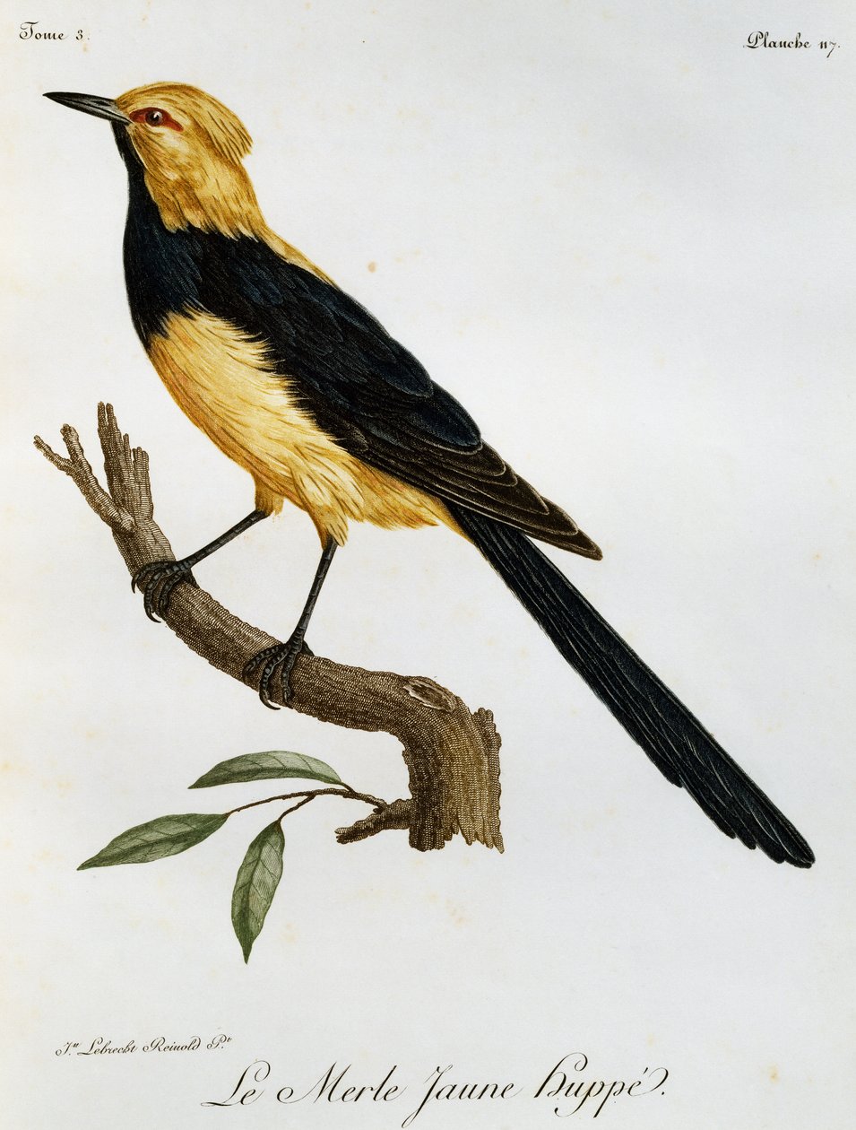 Merle Jaune Huppe, engraving from Histoire Naturelle des Oiseaux d