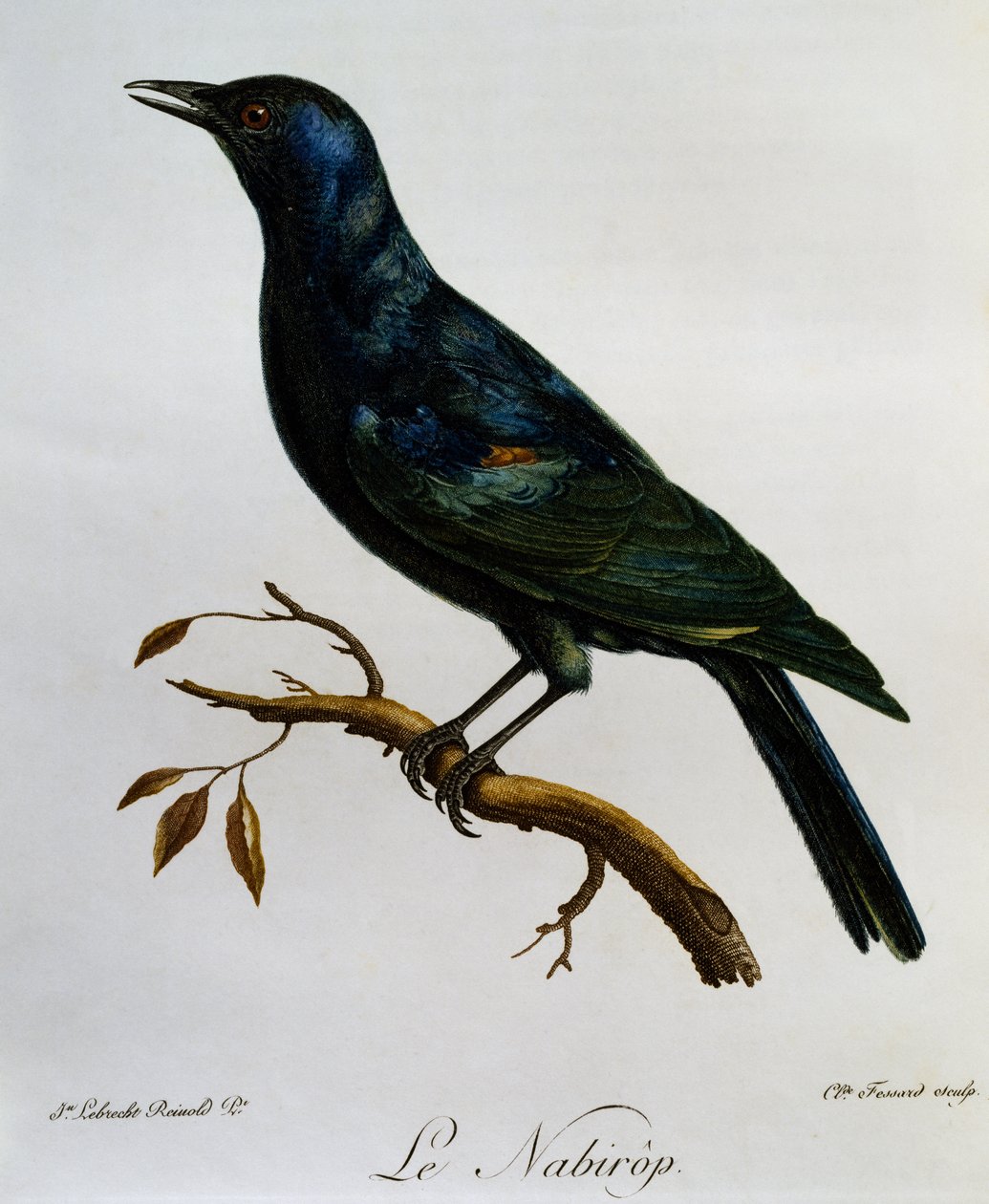 Pale-winged Starling (Onychognathus nabouroup), engraving from Histoire Naturelle des Oiseaux d