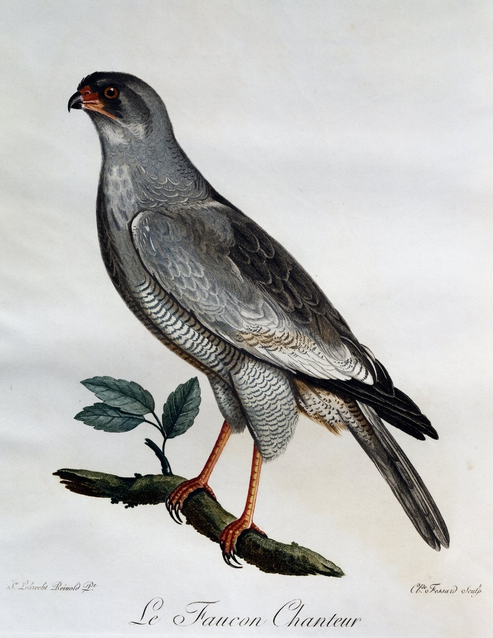 Pale Chanting-Goshawk (Melierax canorus), engraving from Histoire Naturelle des Oiseaux d