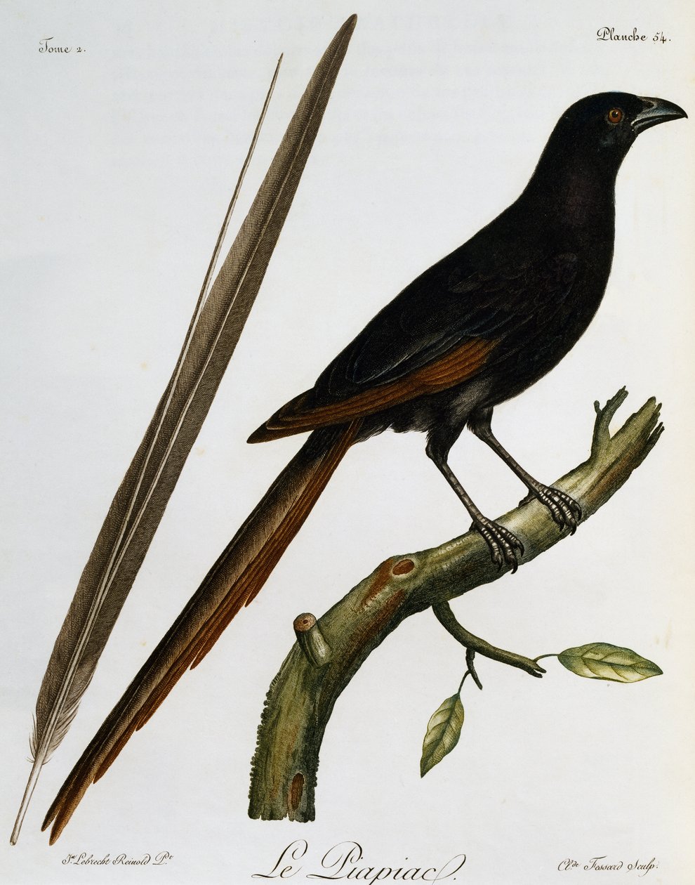 Piapiac (Ptilostomus afer), engraving from Histoire Naturelle des Oiseaux d
