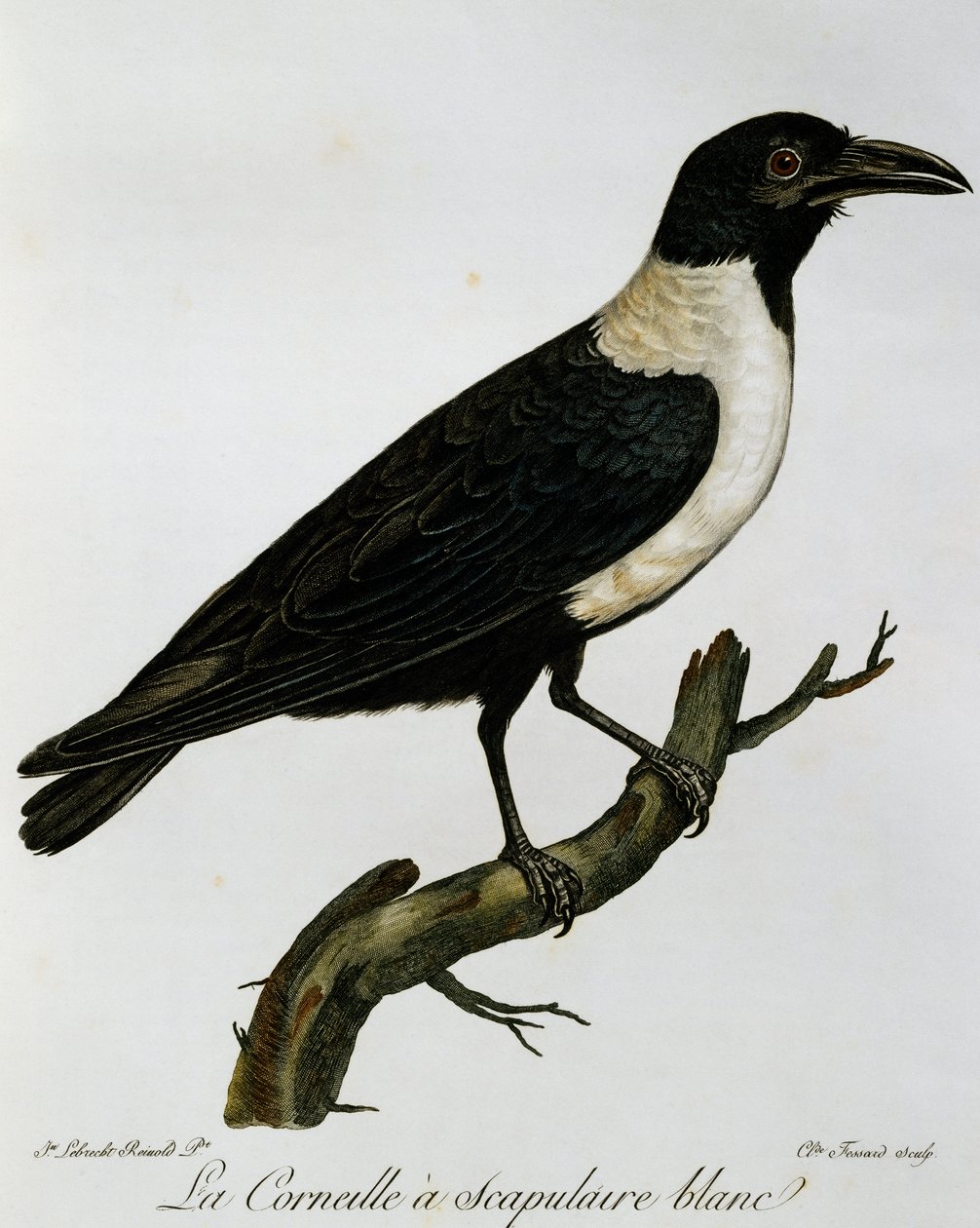 Pied Crow (Corvus albus), engraving from Histoire Naturelle des Oiseaux d