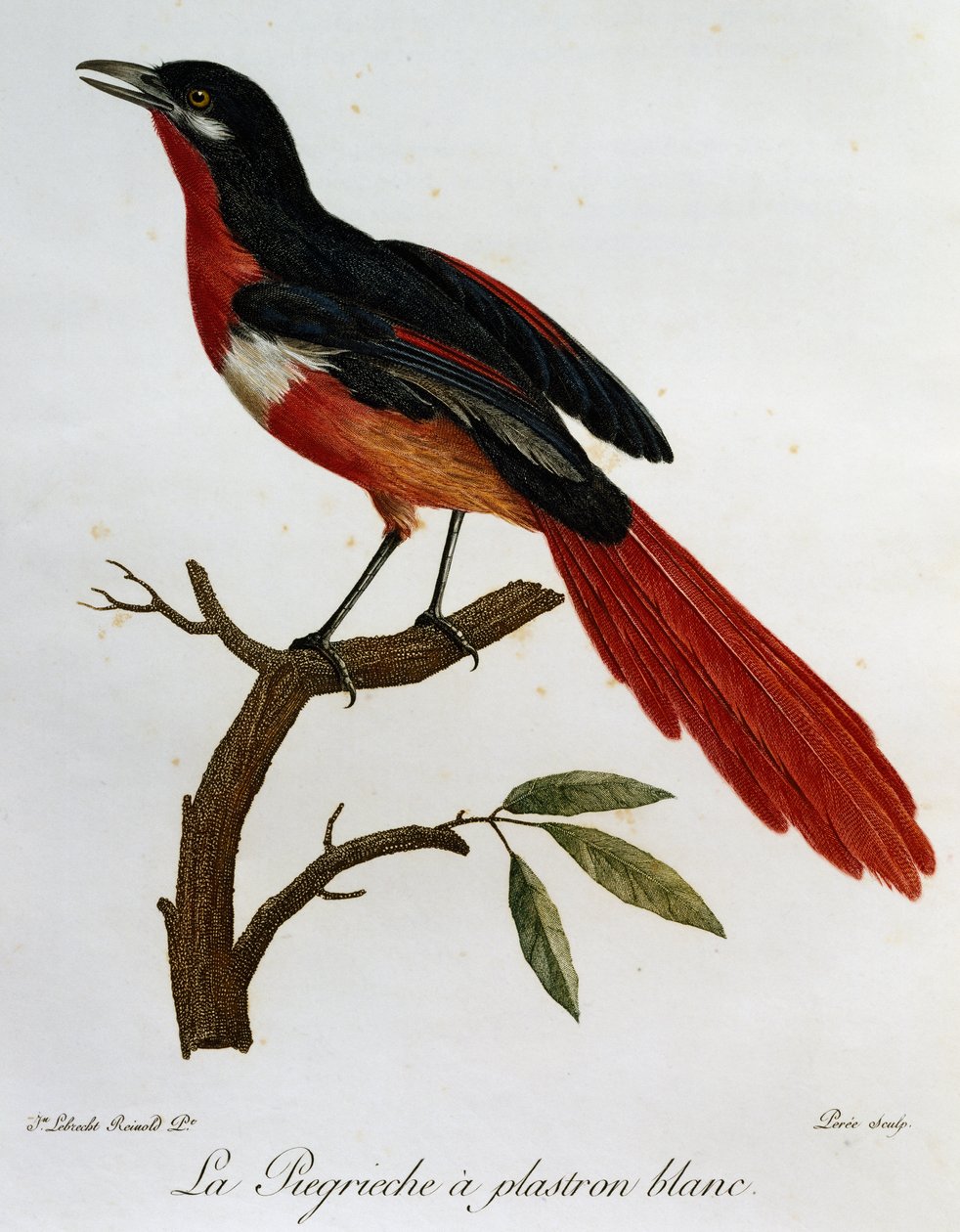 Piegriche plastron blanc (Lanius mystacus), engraving from Histoire Naturelle des Oiseaux d