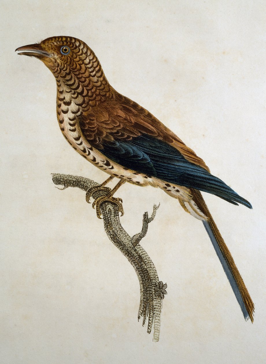 Red-capped Lark (Calandrella cinerea), engraving from Histoire Naturelle des Oiseaux d