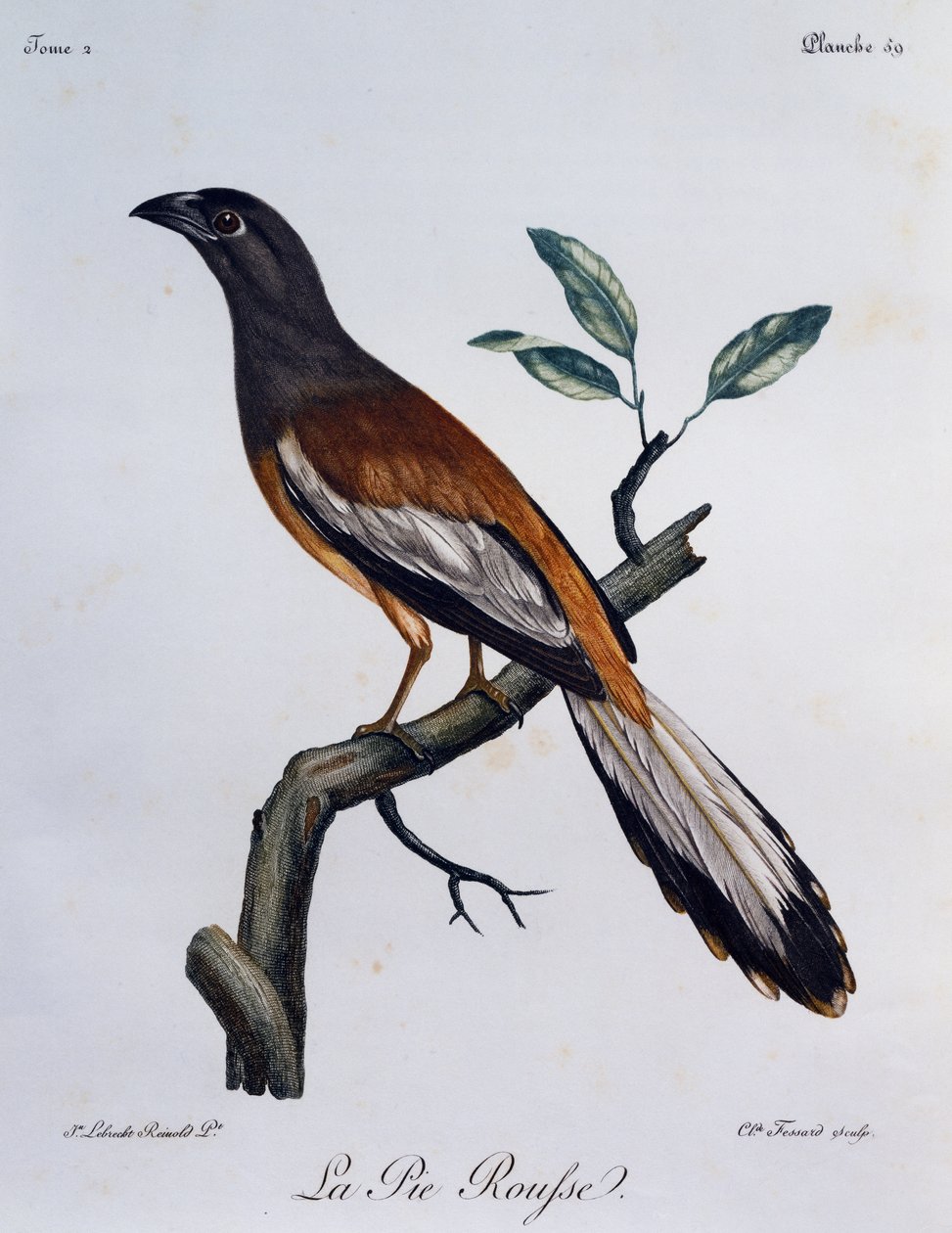 Rufous Treepie (Dendrocitta vagabunda), engraving from Histoire Naturelle des Oiseaux d