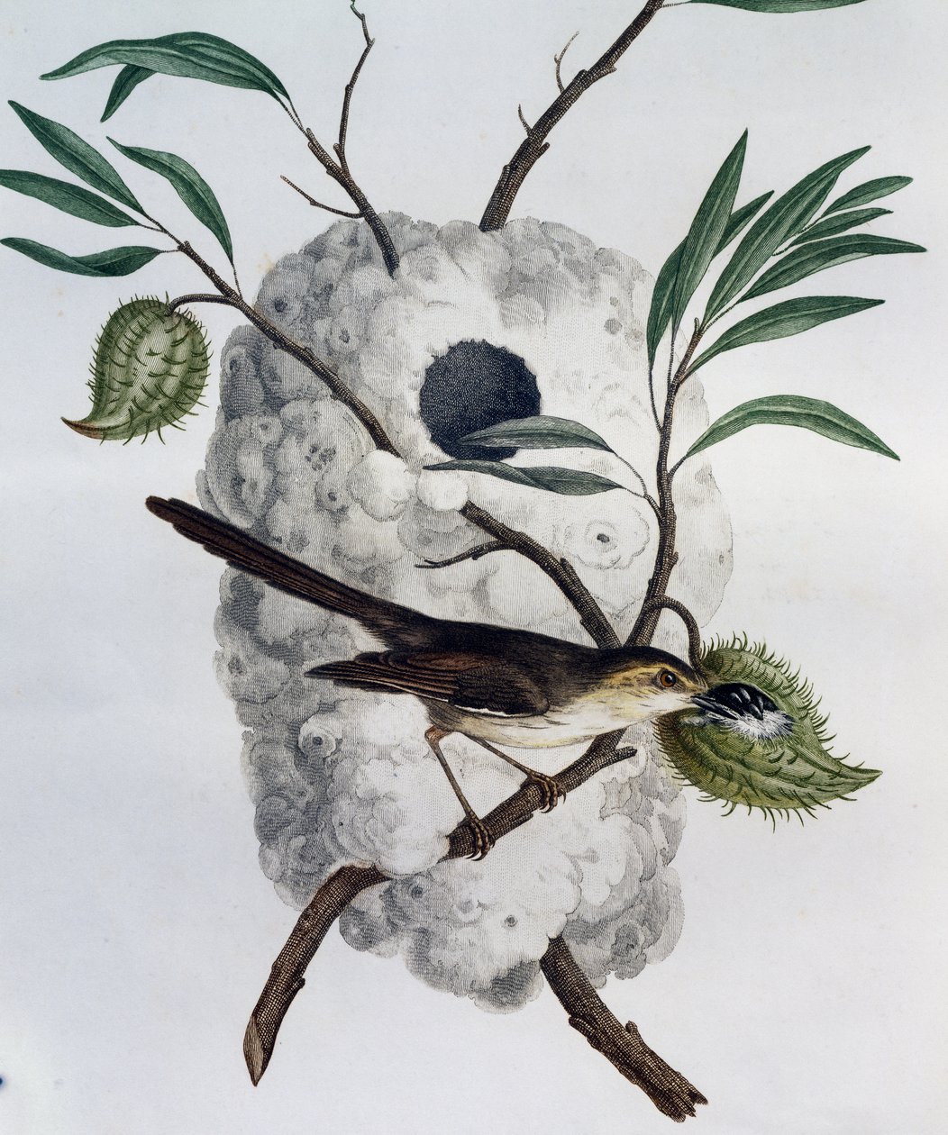 Tawny-flanked Prinia (Prinia subflava), engraving from Histoire Naturelle des Oiseaux d