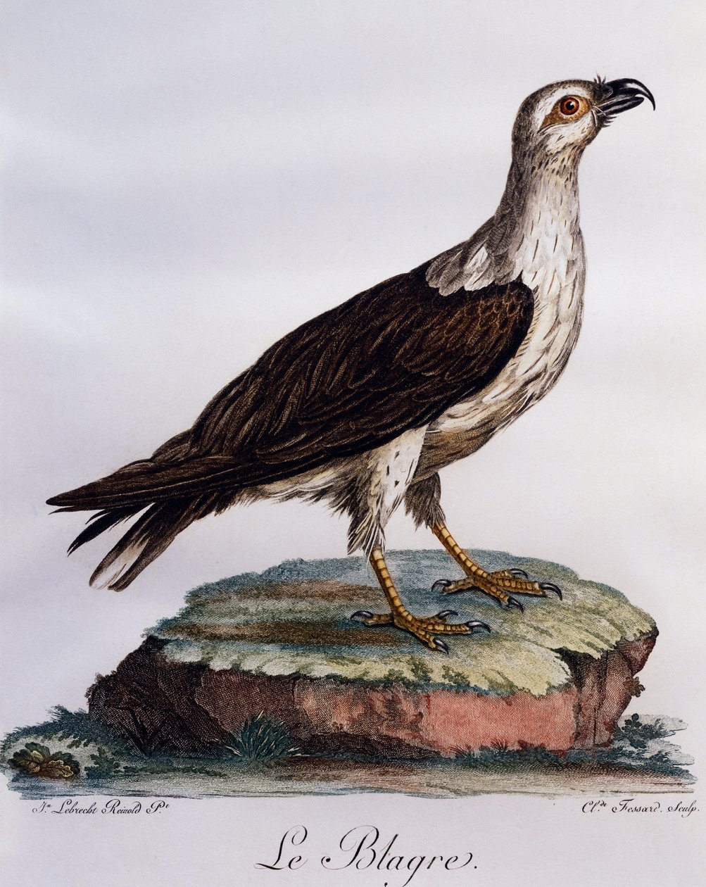 White-bellied Fish-Eagle (Haliaeetus leucogaster), engraving from Histoire Naturelle des Oiseaux d