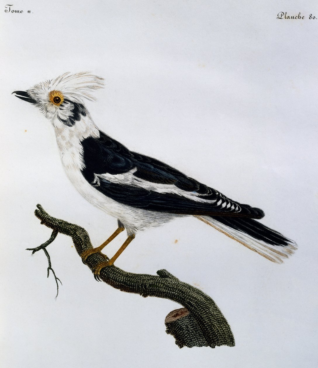 White Helmetshrike (Prionops plumatus), engraving from Histoire Naturelle des Oiseaux d