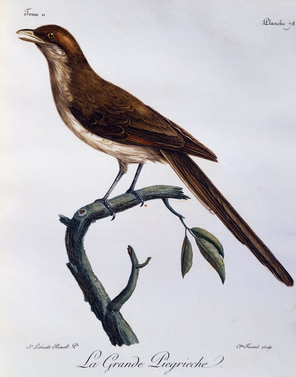 Yellow-billed Shrike (Corvinella corvina), engraving from Histoire Naturelle des Oiseaux d