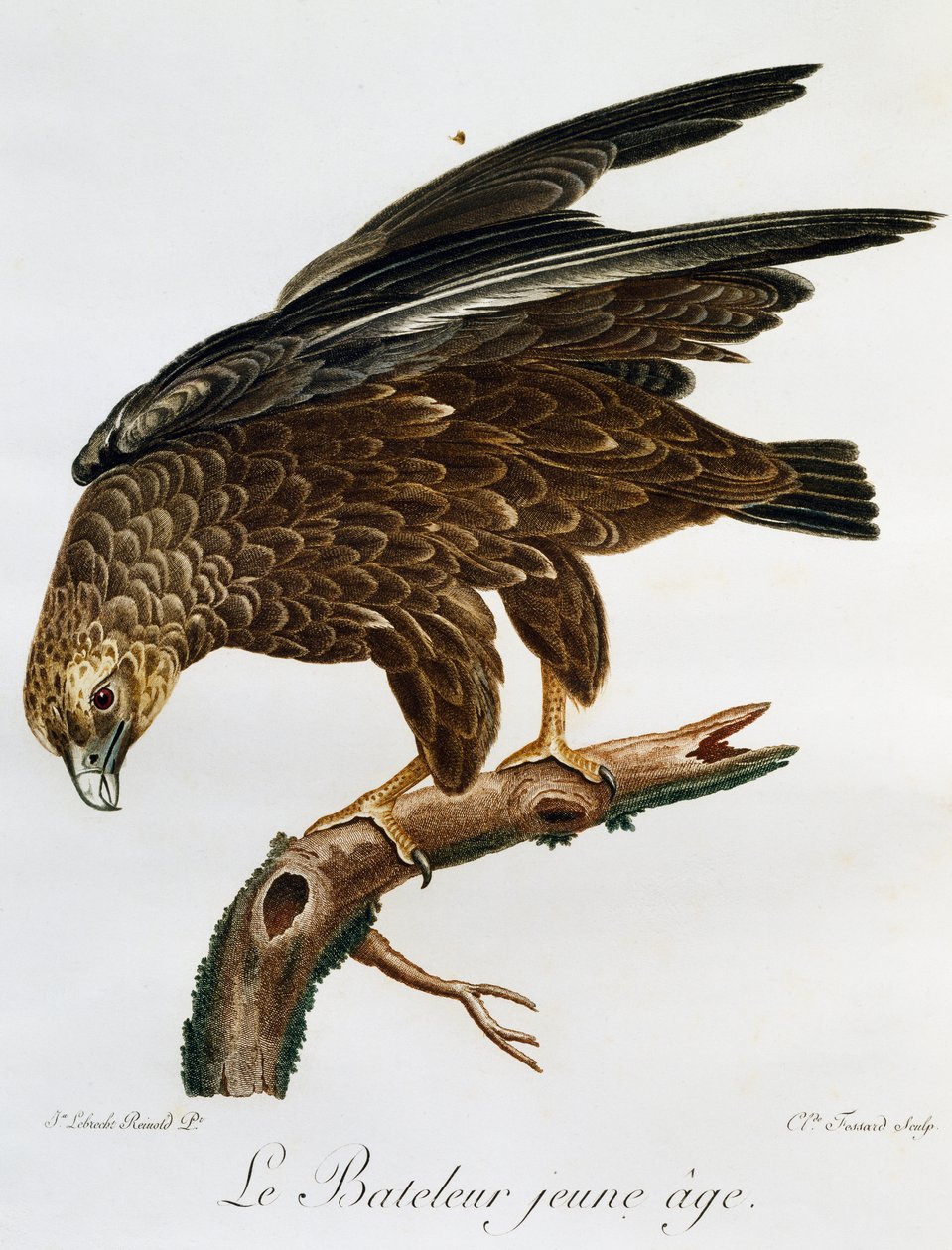 Young Bateleur (Terathopius ecaudatus), engraving from Histoire Naturelle des Oiseaux d