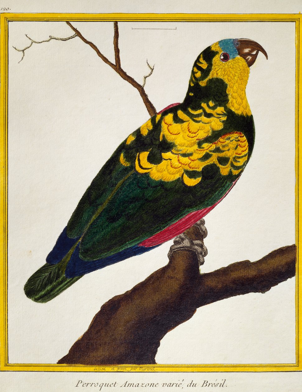 Blue-fronted Parrot (Amazona aestiva), from Histoire naturelle des oiseaux بواسطة فرانسوا نيكولا مارتينيه