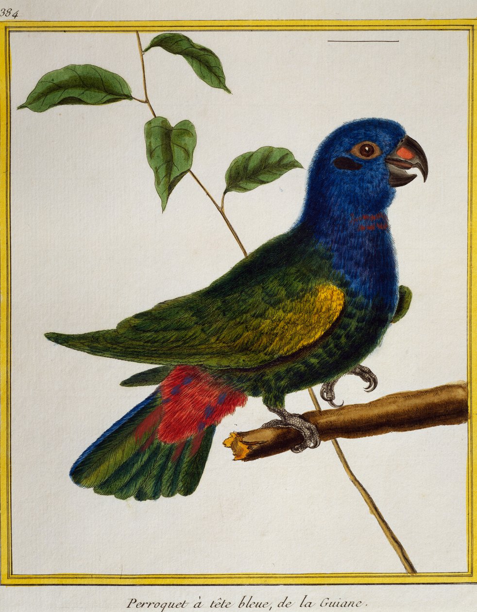 Blue-headed Parrot (Pionus menstruus), from Histoire naturelle des oiseaux بواسطة فرانسوا نيكولا مارتينيه