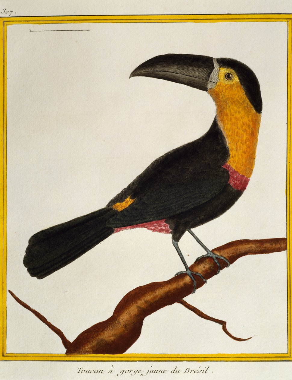 الطوقان (Ramphastos vitellinus) ، من التاريخ الطبيعي للطيور بواسطة فرانسوا نيكولا مارتينيه