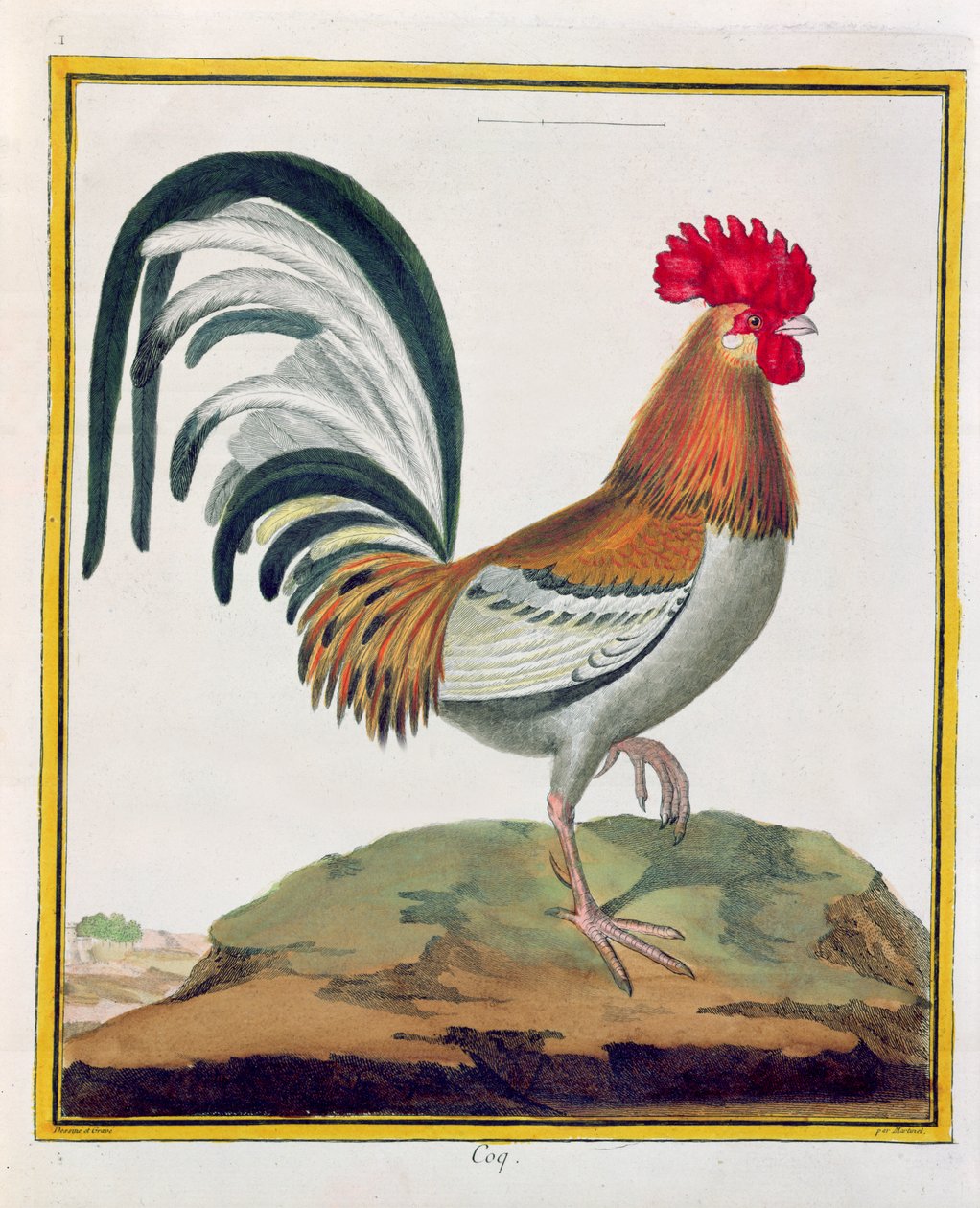 كوكريل ، من "Histoire Naturelle des Oiseaux" بقلم جورج دي بوفون (1707-88) نشر 1777 بواسطة فرانسوا نيكولا مارتينيه