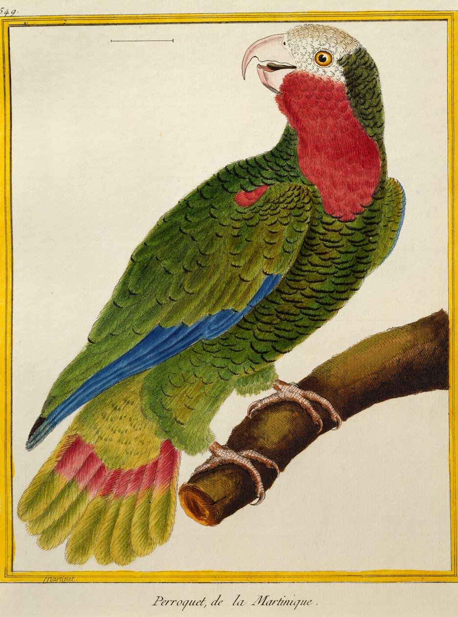 Cuban Parrot (Amazona leucocephala), from Histoire naturelle des oiseaux بواسطة فرانسوا نيكولا مارتينيه