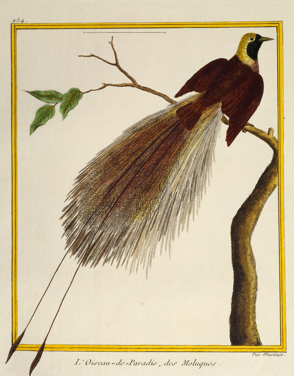 Greater Bird-of-Paradise (Paradisaea apoda), from Histoire naturelle des oiseaux بواسطة فرانسوا نيكولا مارتينيه