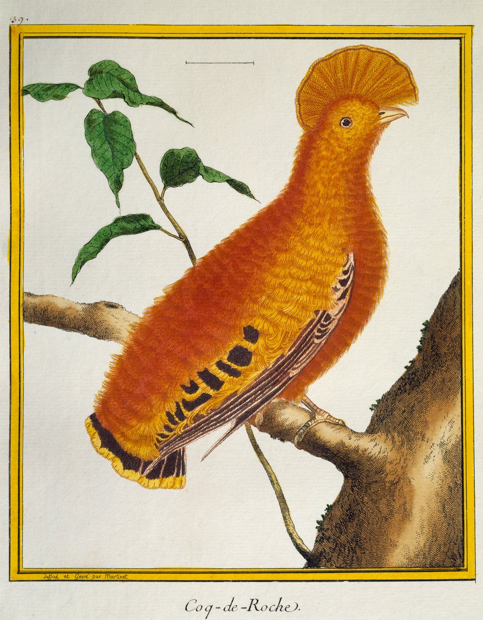 Guianan Cock-of-the-rock (Rupicola rupicola), from Histoire naturelle des oiseaux بواسطة فرانسوا نيكولا مارتينيه