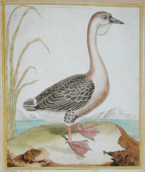 بطة غينيا ، من "Histoire Naturelle des Oiseaux" لجورج دي بوفون (1707-88) نشرت عام 1777 (نقش ملون) بواسطة فرانسوا نيكولا مارتينيه