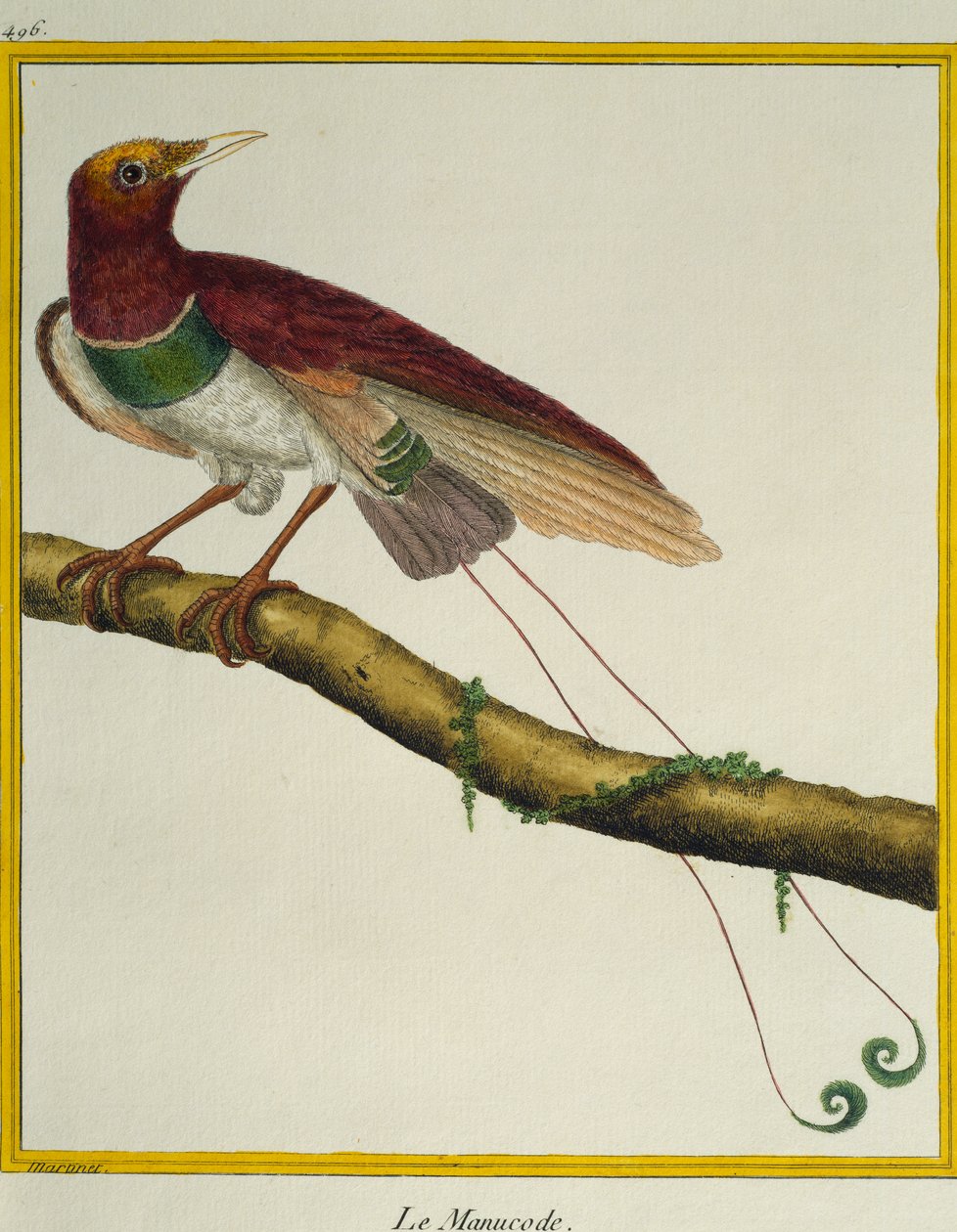 King bird-of-paradise (Cicinnurus regius), from the Histoire naturelle des oiseaux بواسطة فرانسوا نيكولا مارتينيه