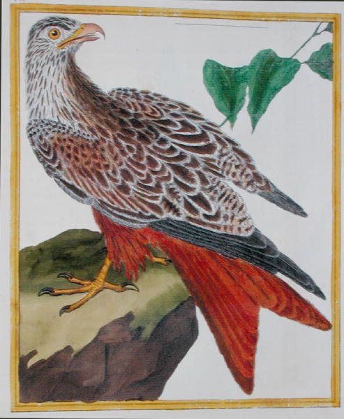 طائرة ورقية ، من "Histoire Naturelle des Oiseaux" لجورج دي بوفون (1707-88) نشرت عام 1777 (نقش ملون) بواسطة فرانسوا نيكولا مارتينيه