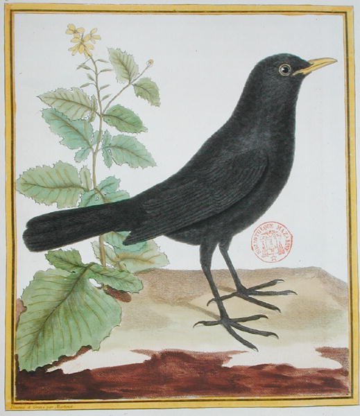 ذكر طائر الشحرور الفرنسي ، من "Histoire Naturelle des Oiseaux" لجورج دو بوفون ((1707-88) نُشر عام 1777 (نقش ملون) بواسطة فرانسوا نيكولا مارتينيه