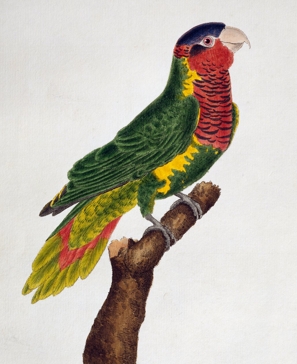 Ornate Lorikeet (Trichoglossus ornatus), from Histoire naturelle des oiseaux بواسطة فرانسوا نيكولا مارتينيه