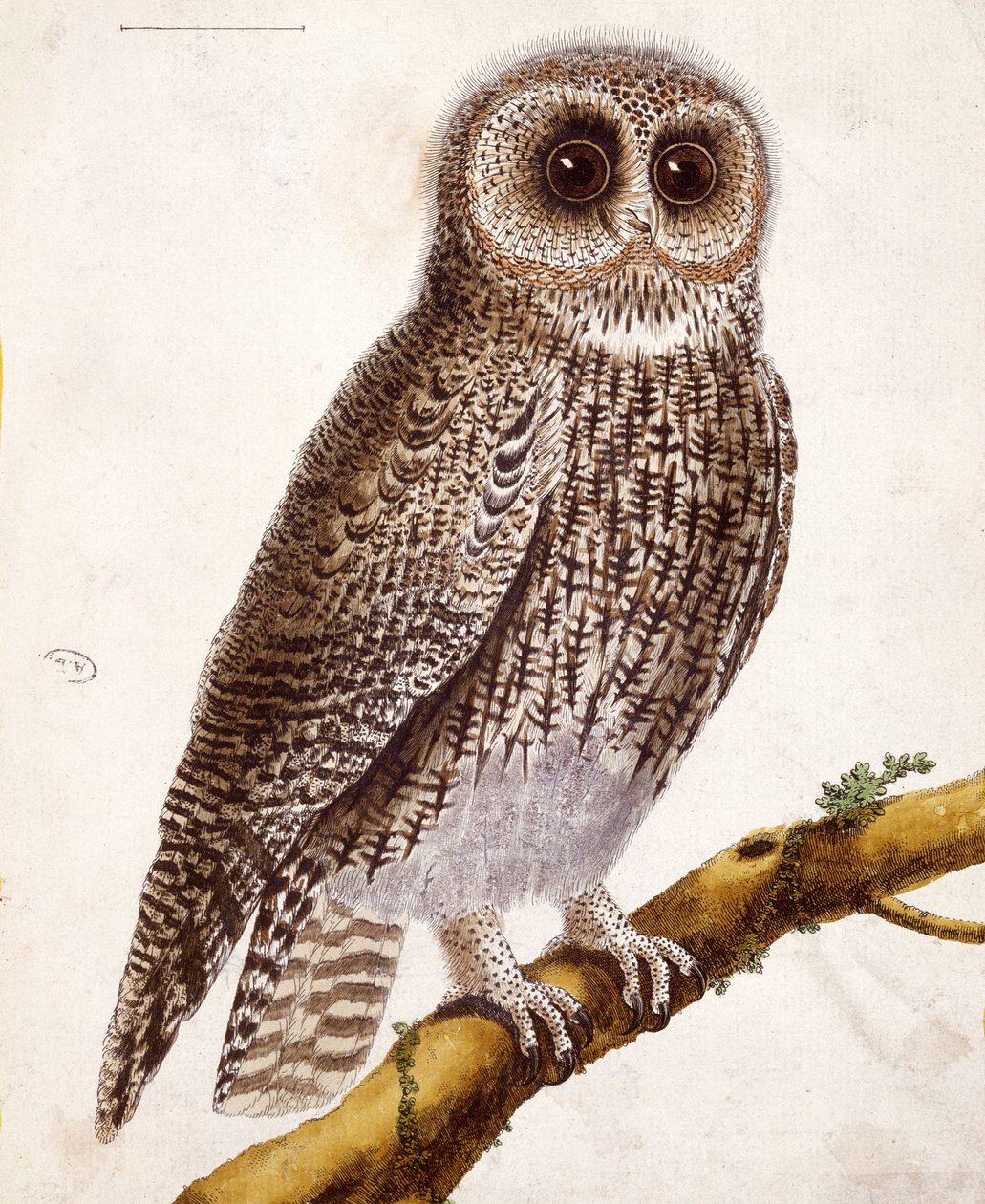 بومة ، من "Histoire Naturelle des Oiseaux" بقلم جورج دي بوفون (1707-88) نشر 1777 بواسطة فرانسوا نيكولا مارتينيه