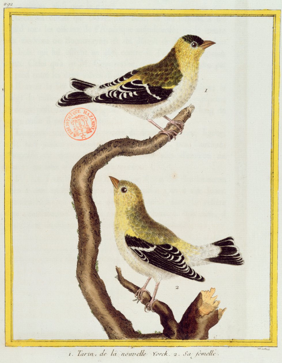 زوج من siskins ، من "Histoire Naturelle des Oiseaux" لجورج دي بوفون (1707-88) نشر 1777 بواسطة فرانسوا نيكولا مارتينيه