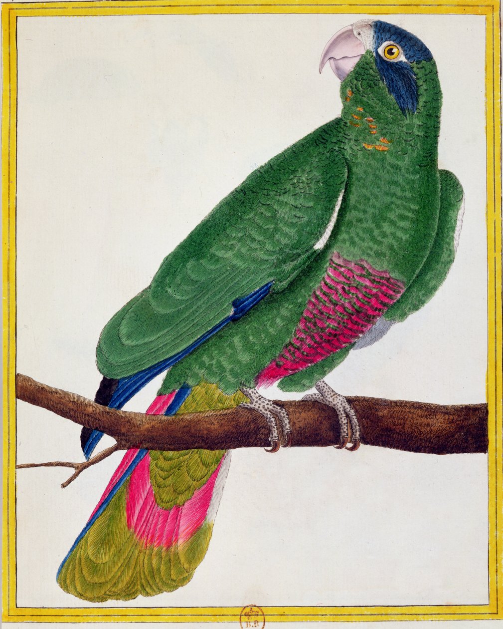 ببغاء ، من "Histoire Naturelle des Oiseaux" بقلم جورج دي بوفون (1707-88) نشر 1777 بواسطة فرانسوا نيكولا مارتينيه