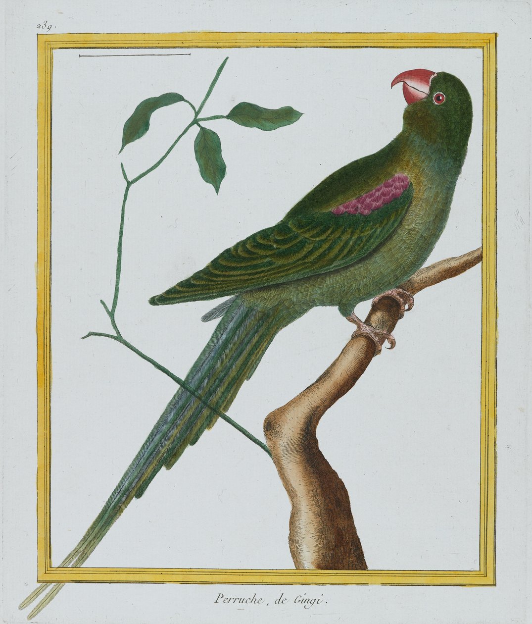 Perruche ، de Gingi ، c.1770-86 (النقش اليدوي) بواسطة فرانسوا نيكولا مارتينيه