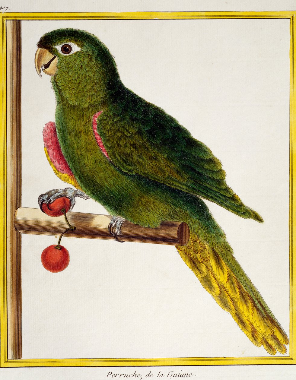 Red-shouldered Macaw (Diopsittaca nobilis), from Histoire naturelle des oiseaux بواسطة فرانسوا نيكولا مارتينيه