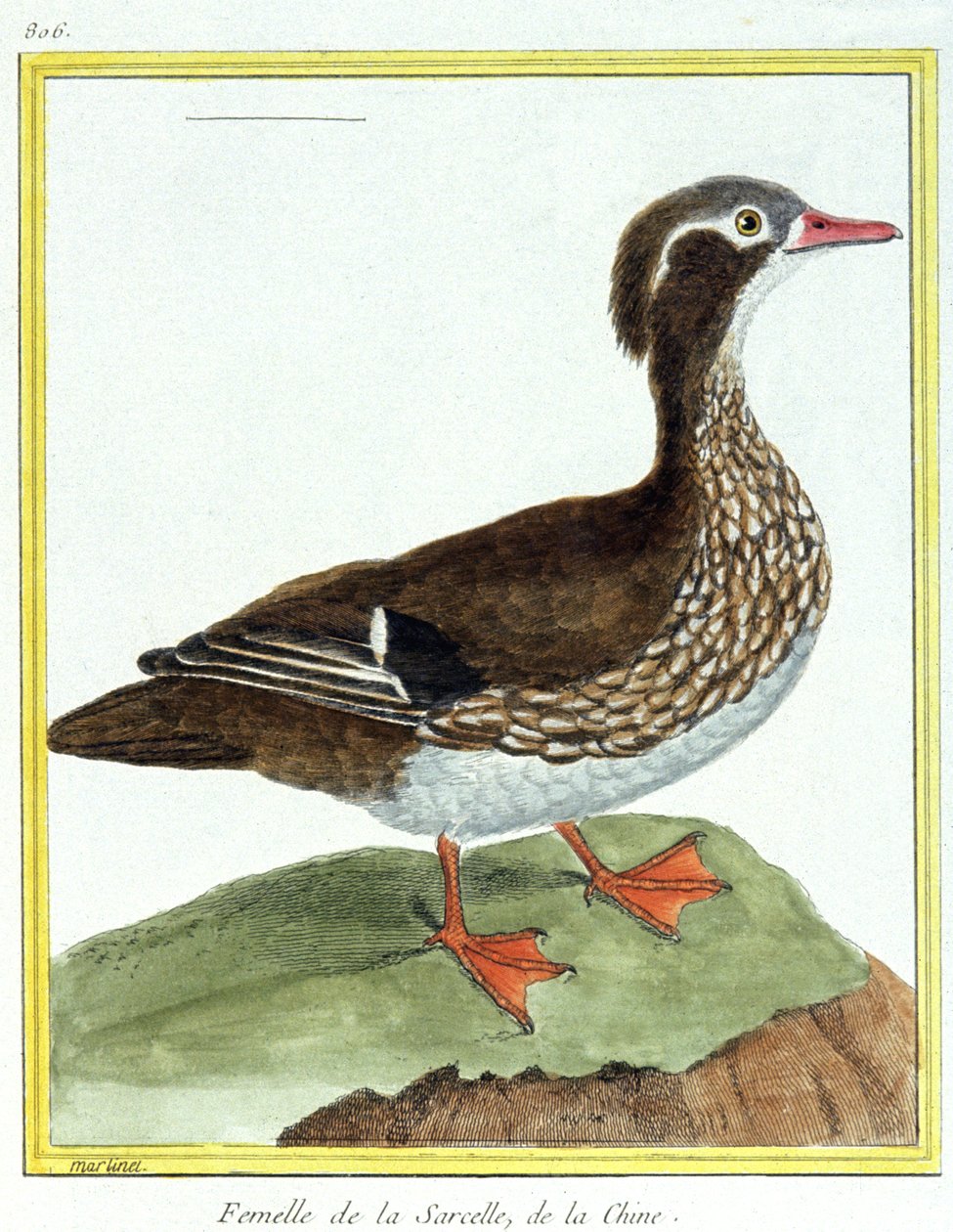علم. علم الحيوان. البط البري الصيني. نقش فرانسوا نيكولا مارتينيه في: Histoire naturelle des oiseaux ، بقلم جورج لويس لوكليرك دي بوفون ، فرنسا ، حوالي 1777 (نقش ملون) بواسطة فرانسوا نيكولا مارتينيه