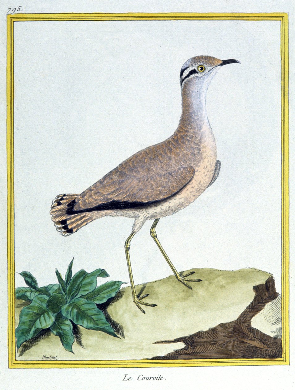 علم. علم الحيوان. كورسير كريم ملون. نقش فرانسوا نيكولا مارتينيه في: Histoire naturelle des oiseaux ، بقلم جورج لويس لوكليرك دي بوفون ، فرنسا ، حوالي 1777 (نقش ملون) بواسطة فرانسوا نيكولا مارتينيه