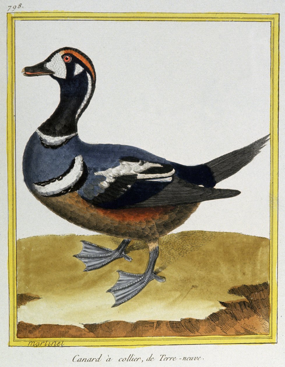 علم. علم الحيوان. بطة من نيوفاوندلاند. نقش فرانسوا نيكولا مارتينيه في: Histoire naturelle des oiseaux ، بقلم جورج لويس لوكليرك دي بوفون ، فرنسا ، حوالي 1777 (نقش ملون) بواسطة فرانسوا نيكولا مارتينيه