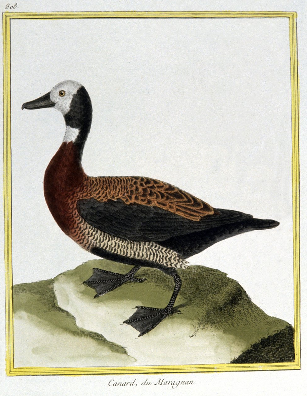 علم. علم الحيوان. يوراسيون ويجون. نقش فرانسوا نيكولا مارتينيه في: Histoire naturelle des oiseaux ، بقلم جورج لويس لوكليرك دي بوفون ، فرنسا ، حوالي 1777 (نقش ملون) بواسطة فرانسوا نيكولا مارتينيه