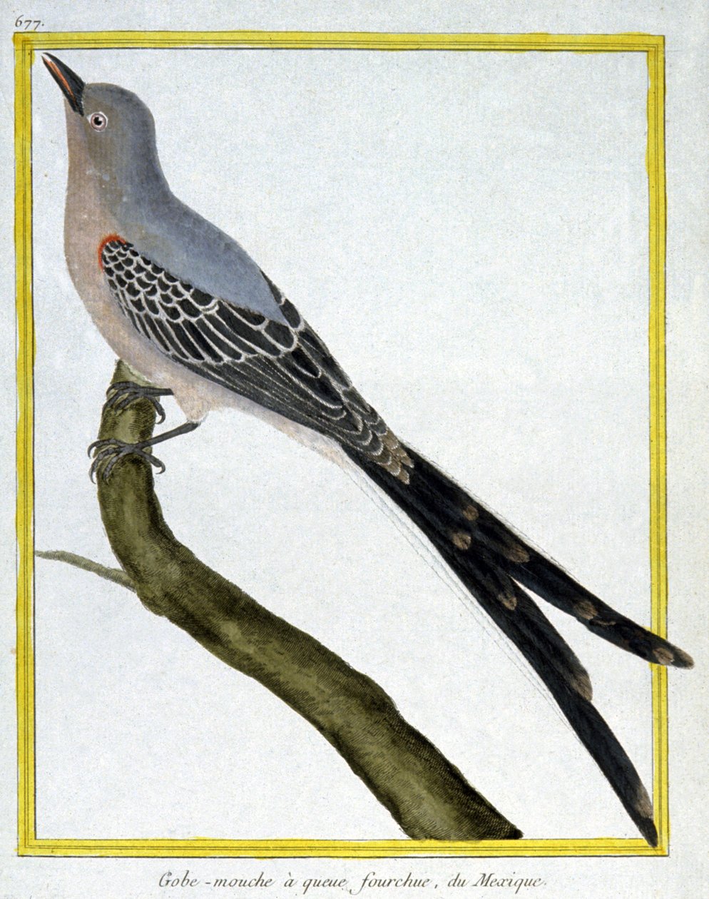 علم. علم الحيوان. صائد الذباب من المكسيك. نقش فرانسوا نيكولا مارتينيه في: Histoire naturelle des oiseaux ، بقلم جورج لويس لوكليرك دي بوفون ، فرنسا ، حوالي 1777 (نقش ملون) بواسطة فرانسوا نيكولا مارتينيه
