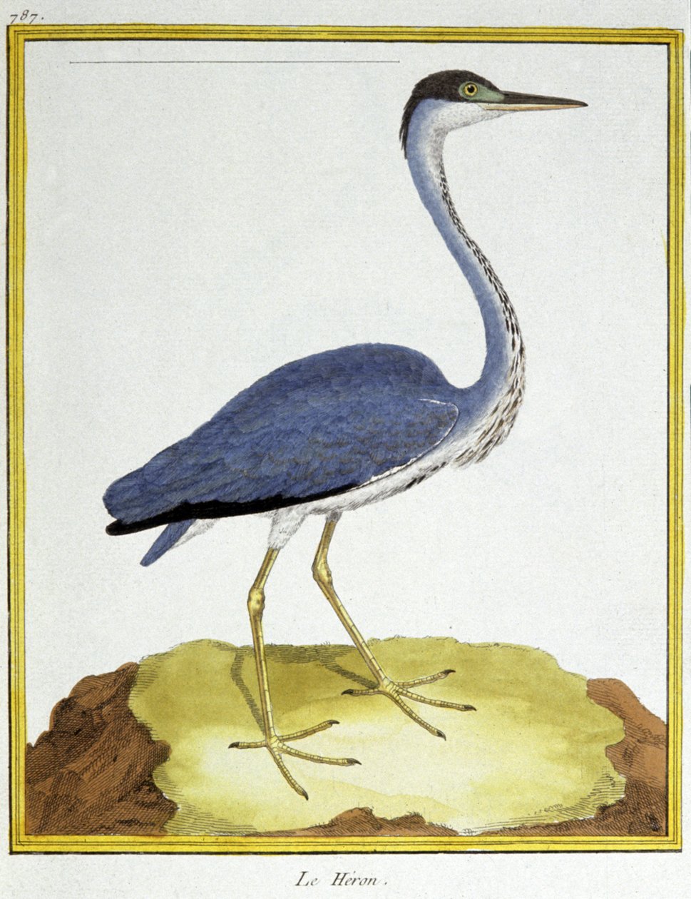 علم. علم الحيوان. مالك الحزين. نقش فرانسوا نيكولا مارتينيه في: Histoire naturelle des oiseaux ، بقلم جورج لويس لوكليرك دي بوفون ، فرنسا ، حوالي 1777 (نقش ملون) بواسطة فرانسوا نيكولا مارتينيه