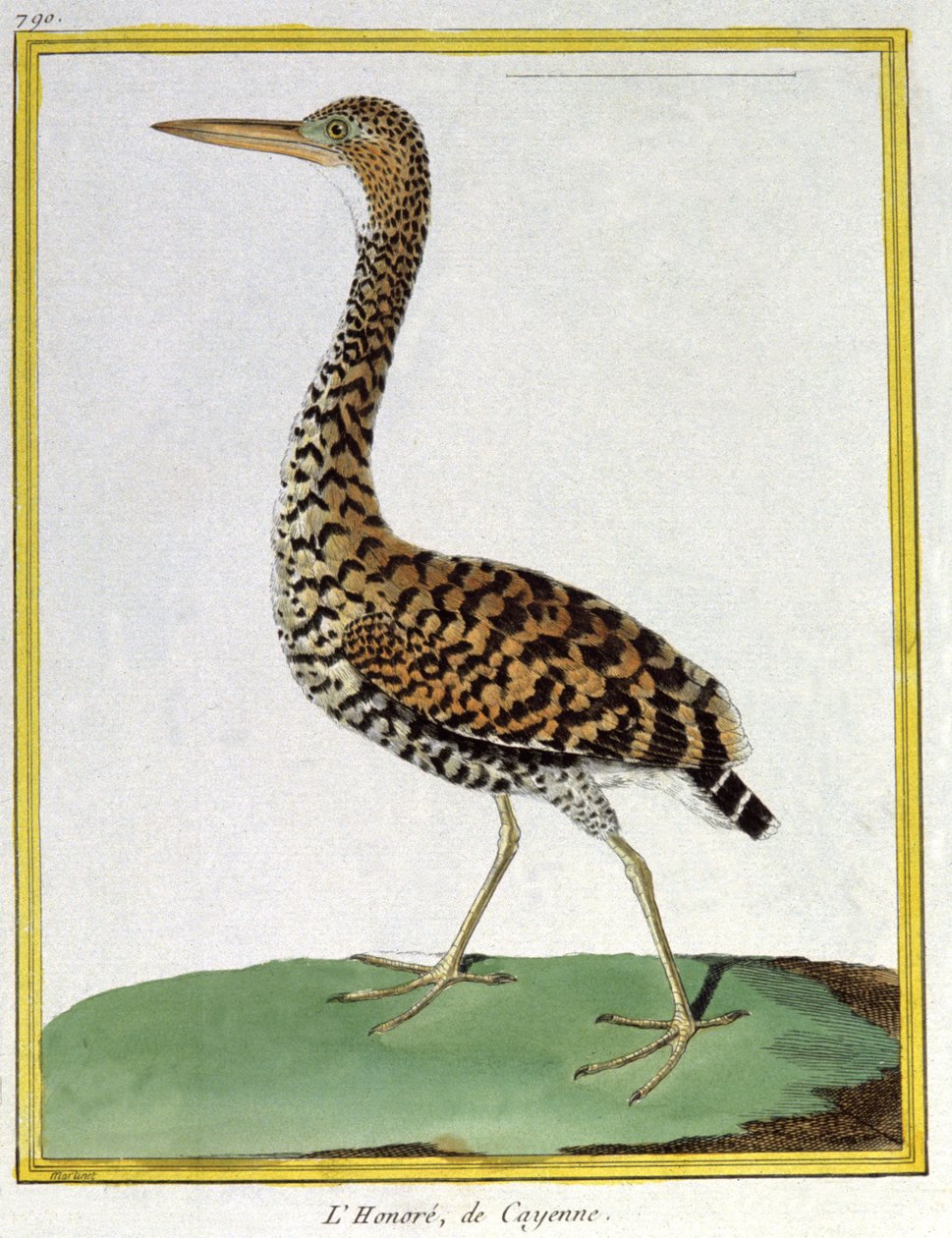 علم. علم الحيوان. هيرون كايين (جويانا الفرنسية). نقش فرانسوا نيكولا مارتينيه في: Histoire naturelle des oiseaux ، بقلم جورج لويس لوكليرك دي بوفون ، فرنسا ، حوالي 1777 (نقش ملون) بواسطة فرانسوا نيكولا مارتينيه