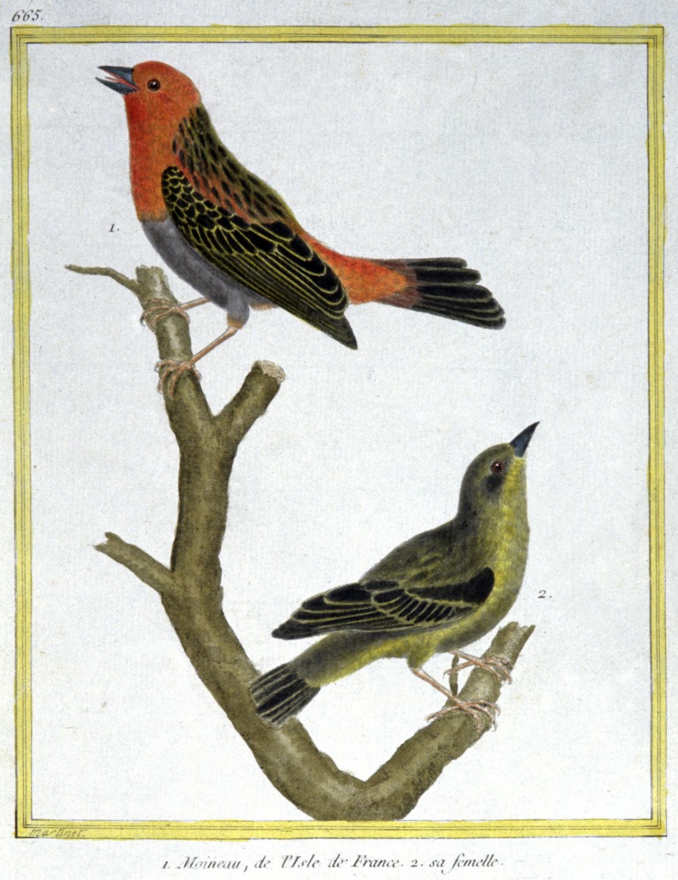 علم. علم الحيوان. بيت العصفور من إيل دو فرانس. نقش فرانسوا نيكولا مارتينيه في: Histoire naturelle des oiseaux ، بقلم جورج لويس لوكليرك دي بوفون ، فرنسا ، حوالي 1777 (نقش ملون) بواسطة فرانسوا نيكولا مارتينيه
