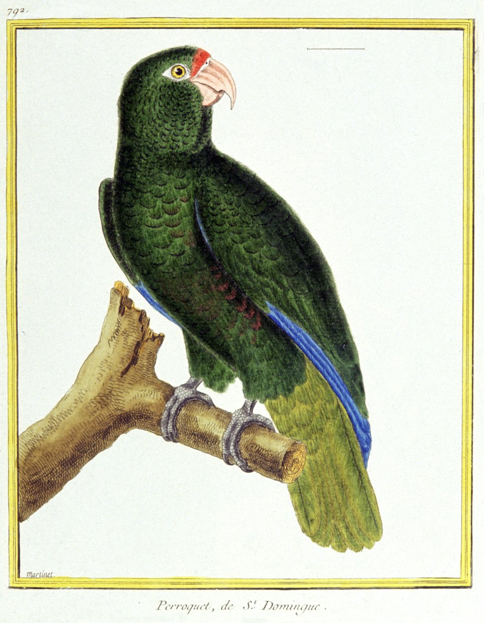 علم. علم الحيوان. ببغاء سانتو دومينغو. نقش فرانسوا نيكولا مارتينيه في: Histoire naturelle des oiseaux ، بقلم جورج لويس لوكليرك دي بوفون ، فرنسا ، حوالي 1777 (نقش ملون) بواسطة فرانسوا نيكولا مارتينيه