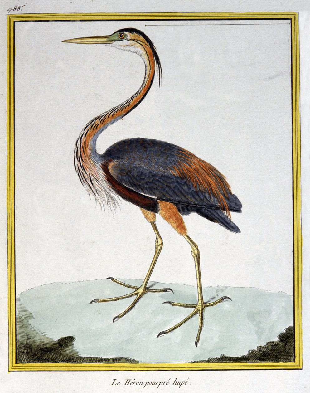 علم. علم الحيوان. مالك الحزين الأرجواني. نقش فرانسوا نيكولا مارتينيه في: Histoire naturelle des oiseaux ، بقلم جورج لويس لوكليرك دي بوفون ، فرنسا ، حوالي 1777 (نقش ملون) بواسطة فرانسوا نيكولا مارتينيه