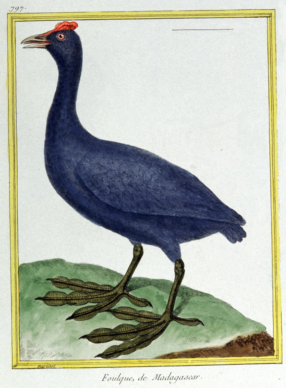 علم. علم الحيوان. عقدة حمراء (مدغشقر). نقش فرانسوا نيكولا مارتينيه في: Histoire naturelle des oiseaux ، بقلم جورج لويس لوكليرك دي بوفون ، فرنسا ، حوالي 1777 (نقش ملون) بواسطة فرانسوا نيكولا مارتينيه
