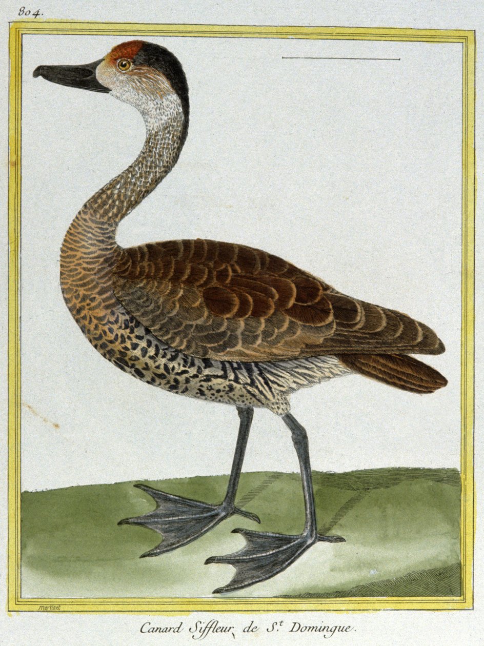 علم. علم الحيوان. Wigeon من سانتو دومينغو. نقش فرانسوا نيكولا مارتينيه في: Histoire naturelle des oiseaux ، بقلم جورج لويس لوكليرك دي بوفون ، فرنسا ، حوالي 1777 (نقش ملون) بواسطة فرانسوا نيكولا مارتينيه