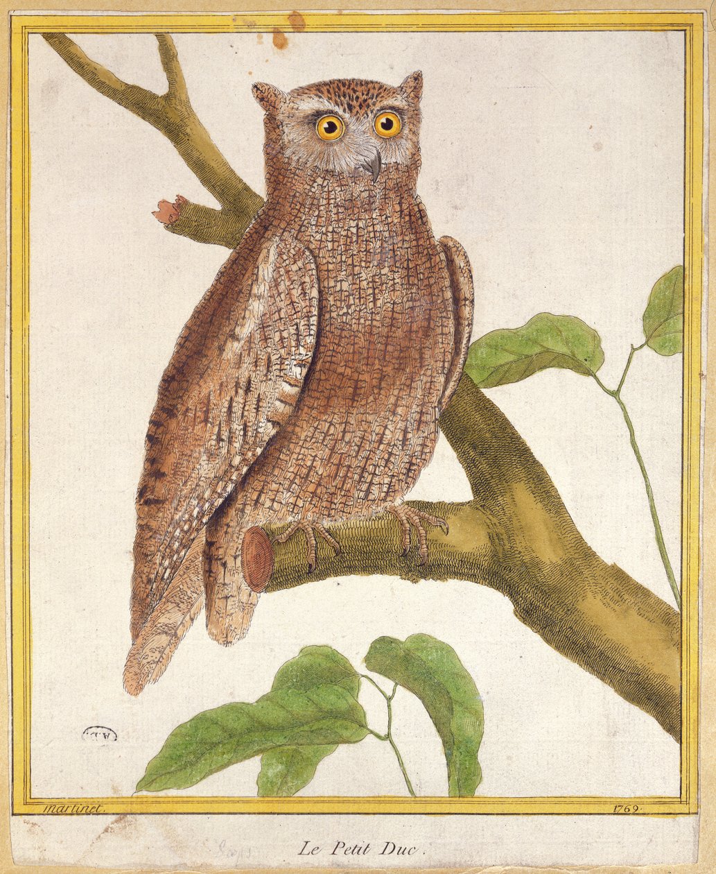 Scops Owl ، من "Histoire Naturelle des Oiseaux" بقلم جورج دي بوفون (1707-88) نشر 1777 بواسطة فرانسوا نيكولا مارتينيه